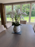 White Potted Orchid
